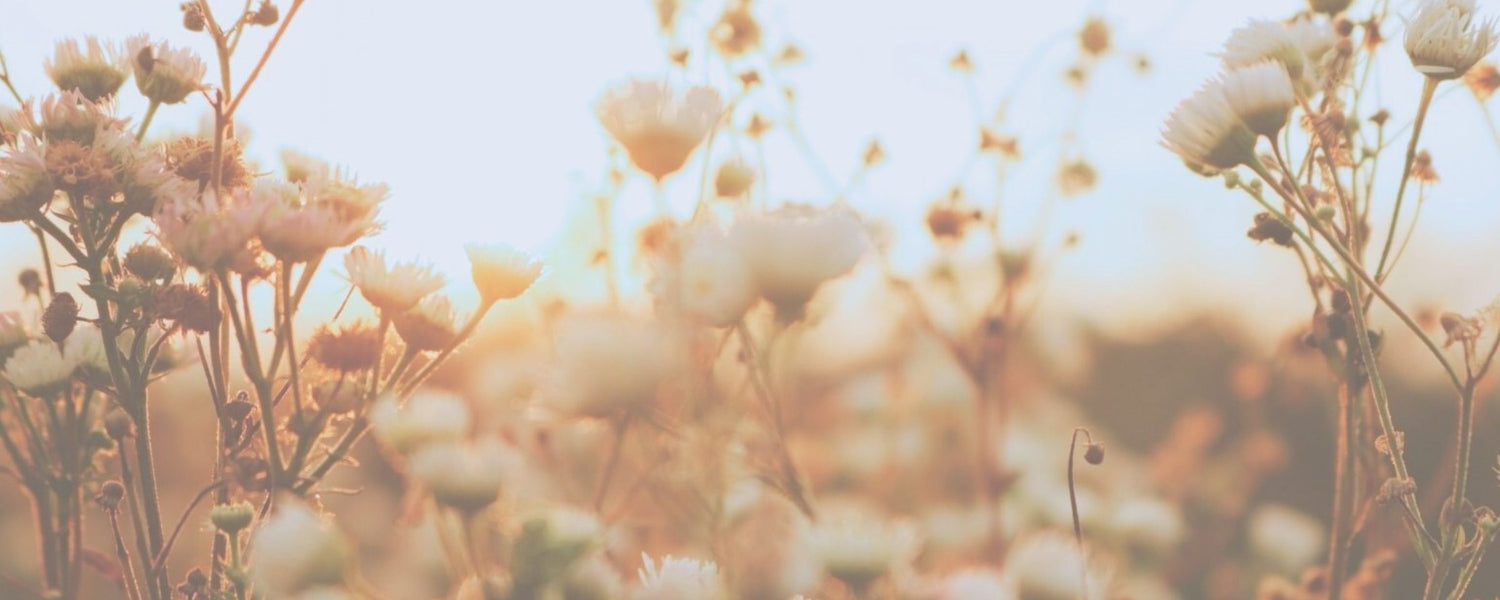 Prairie wildflowers — M. Carya brand background.