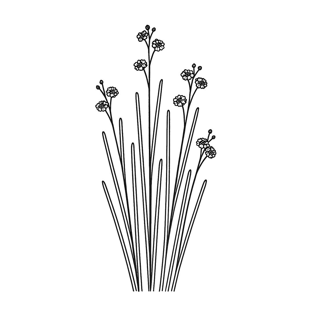 Botanical illustration of the candelilla plant.